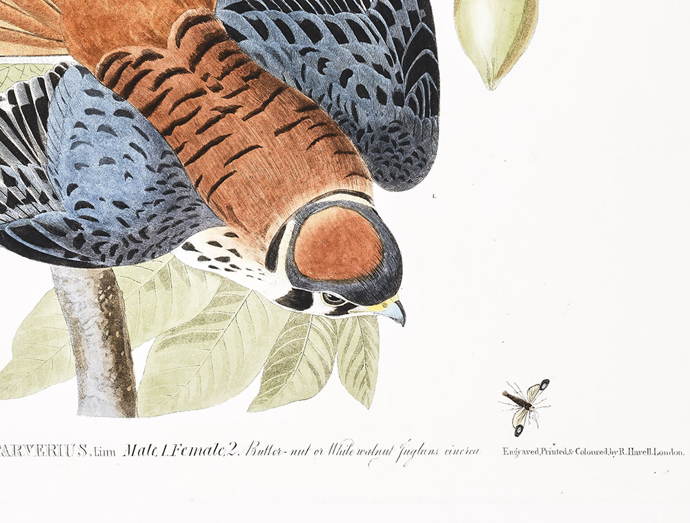 Audubon_Plate 142_img2.jpg